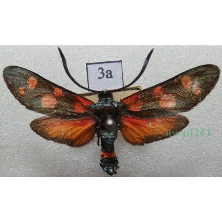 Zygaena ephialtes (Linnaeus, 1767) Kraśnik goryszowiec Deutschland3a
